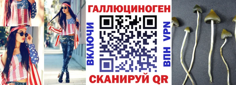 как найти   Бологое  Псилоцибиновые грибы Cubensis 